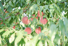 画像をギャラリービューアに読み込む, 8/2まで!限定20箱!山形高畠産 くだもの畠の桃「あかつき」3kg (送料別)